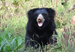 Oso ataca y devora durante cuatro horas a pareja en la India