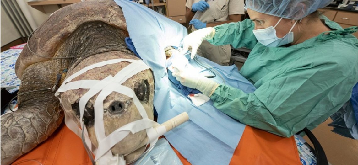 Rescatan a tortuga gigante atacada por un tiburón y embarazada con más de 100 huevos