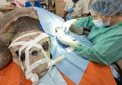 Rescatan a tortuga gigante atacada por un tiburón y embarazada con más de 100 huevos