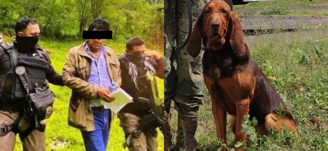 Caro Quintero fue atrapado en Choix, en el norte de Sinaloa, confirma la Semar