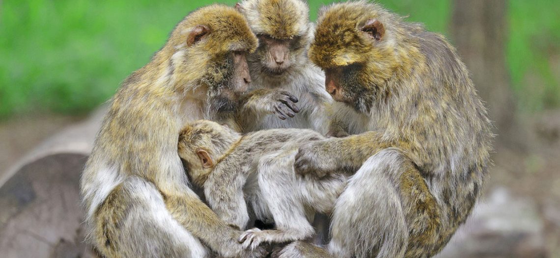 Capturan y matan a mono de una banda que atacaba a habitantes de un pueblo japonés