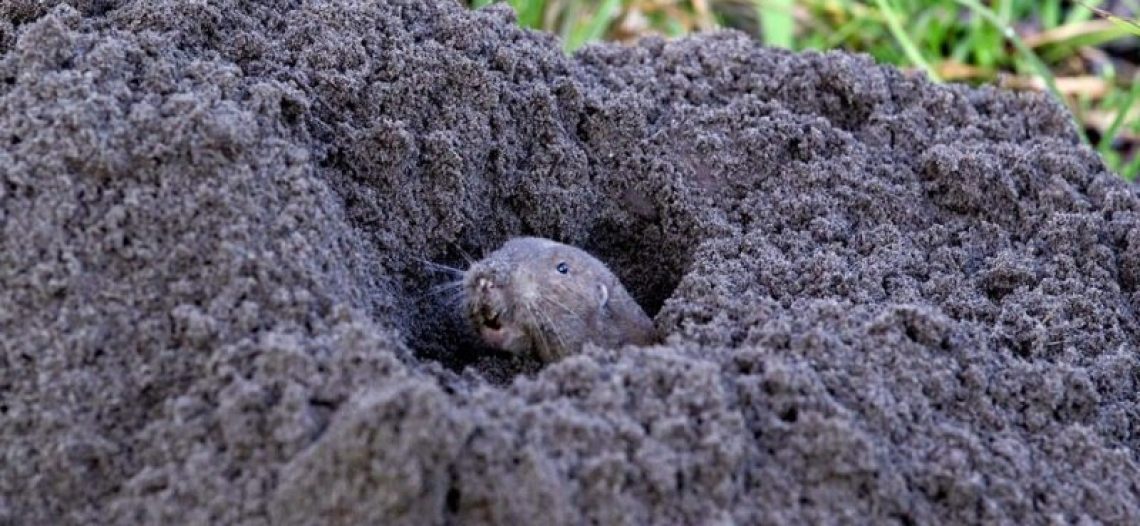 Científicos descubren que estos mamíferos también ‘cultivan’ su comida