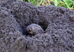 Científicos descubren que estos mamíferos también ‘cultivan’ su comida
