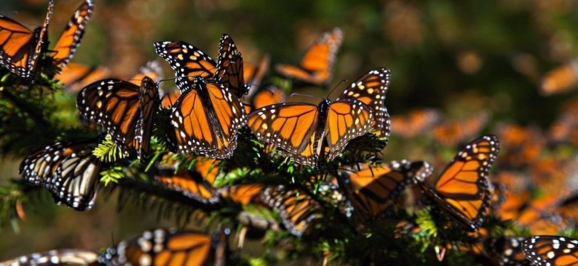 Santuarios pronostican extinción de la mariposa monarca