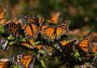 Santuarios pronostican extinción de la mariposa monarca