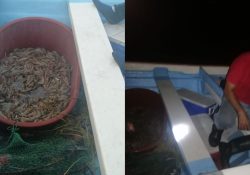 Detiene Conapesca a pescadores furtivos de camarón; ya están en manos de la Fiscalía federal