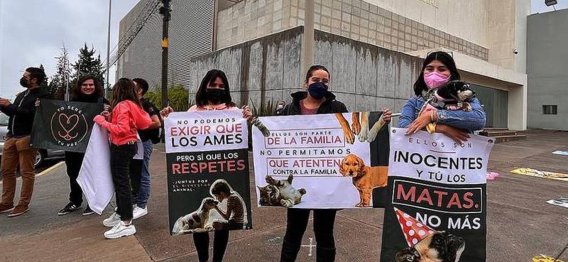 Por matar a dos perros es sentenciado a 10 años y medio de prisión