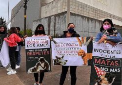 Por matar a dos perros es sentenciado a 10 años y medio de prisión
