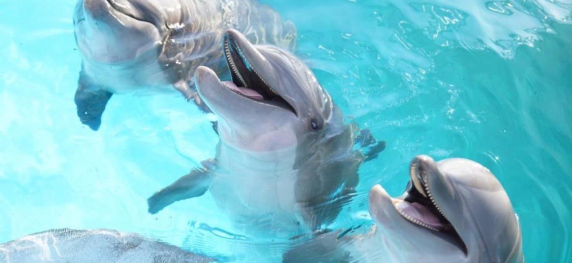 Se reactivan Delfinoterapias con firma de convenio entre DIF Sonora y Cedes