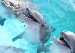 Se reactivan Delfinoterapias con firma de convenio entre DIF Sonora y Cedes