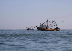 Una reducida flota inició la pesca camaronera de alta mar