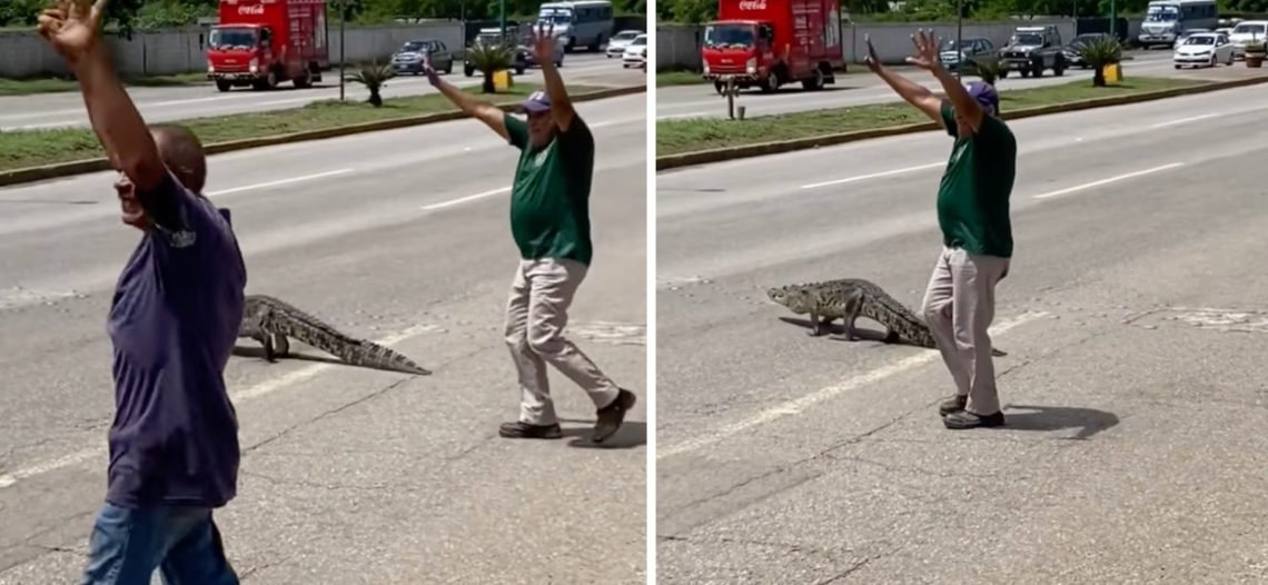 Ciudadanos ayudan a cocodrilo a cruzar una avenida en Tamaulipas