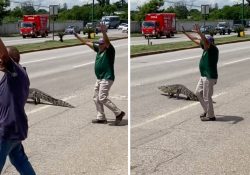 Ciudadanos ayudan a cocodrilo a cruzar una avenida en Tamaulipas