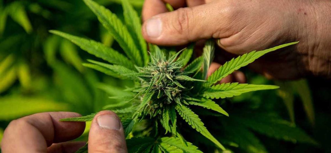 Canadá inicia revisión de su normativa sobre el cannabis