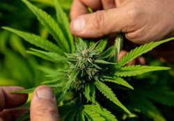 Canadá inicia revisión de su normativa sobre el cannabis