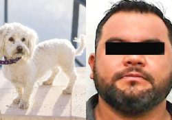Justicia para «Chikis» Por lesionar a la perrita  con arma punzocortante sujeto quedó vinculado a proceso y en prisión preventiva.