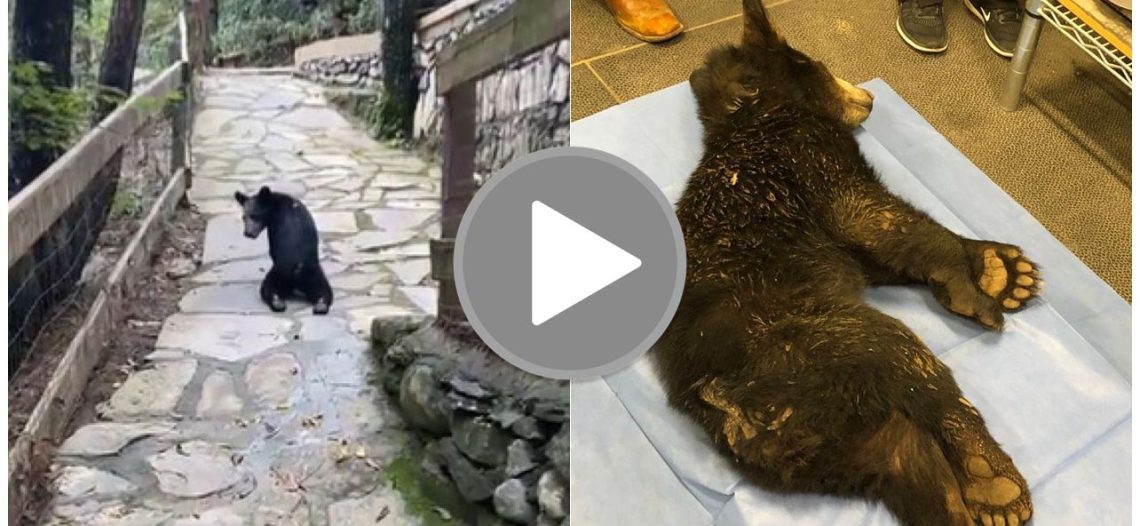 Disparan a pequeño osezno y captan cuando se arrastra para intentar ponerse a salvo