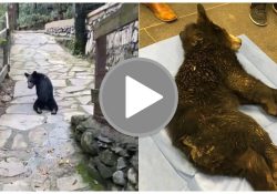 Disparan a pequeño osezno y captan cuando se arrastra para intentar ponerse a salvo