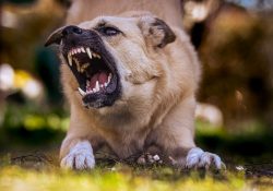 “Perro justiciero” muerde a presunto ladrón mientras es detenido en Puebla