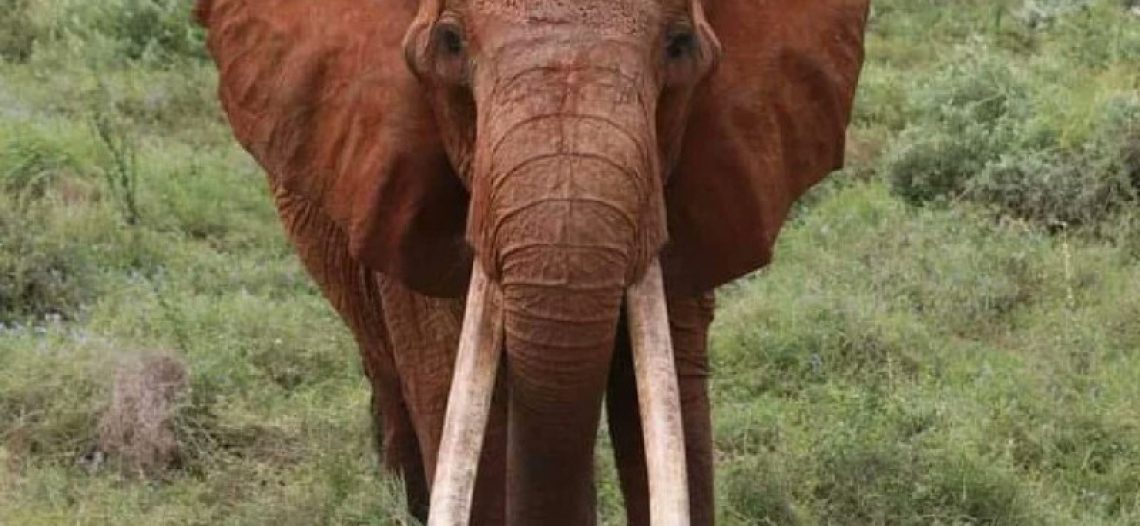 Kenia pierde a Dida, la elefanta con colmillos más grande del país