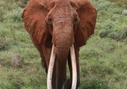 Kenia pierde a Dida, la elefanta con colmillos más grande del país