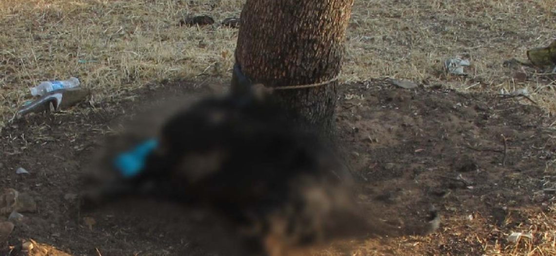 ¡Imperdonable! Perrito muere amarrado a árbol sin comida ni agua y bajo altas temperaturas