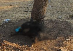 ¡Imperdonable! Perrito muere amarrado a árbol sin comida ni agua y bajo altas temperaturas