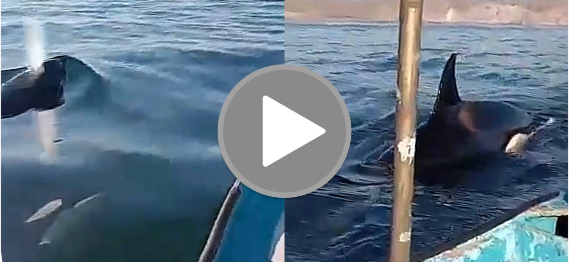 Pescadores de Bahía Kino graban encuentro con Orcas; lenguaje explícito
