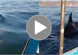 Pescadores de Bahía Kino graban encuentro con Orcas; lenguaje explícito