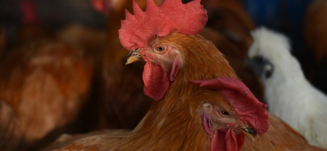 Declaran cuarentena en granja de Jalisco por contagios de gripe aviar