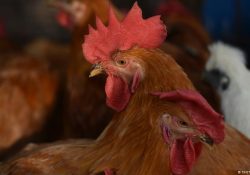 Declaran cuarentena en granja de Jalisco por contagios de gripe aviar