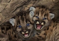 Crías de puma concolor resultan con quemaduras graves tras incendio de maleza al suroriente de Hermosillo