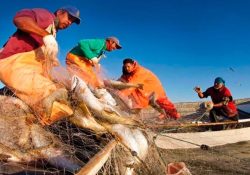 Celebran el Día Internacional de la Pesca; la actividad ocupa a 200 millones de personas y 800 millones dependen de la producción y venta