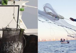Destaca México la importancia de la pesca para su alimentación y economía