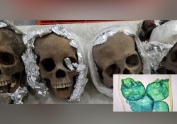 Encuentran 4 cráneos humanos en una empresa de paquetería