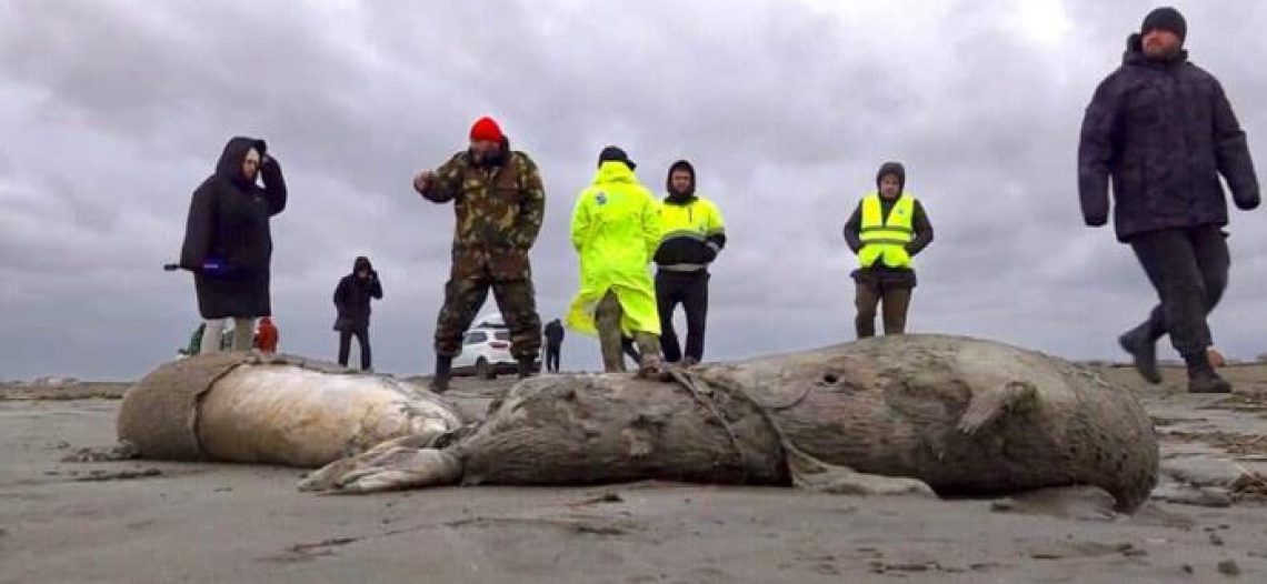 Muerte de 2 mil 500 focas en costa de Rusia pudo deberse a falta de oxígeno, reportan autoridades