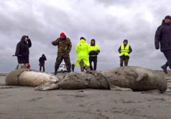 Muerte de 2 mil 500 focas en costa de Rusia pudo deberse a falta de oxígeno, reportan autoridades