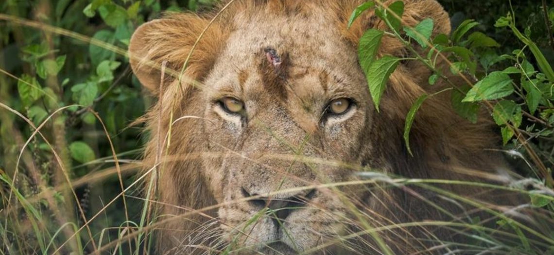 Matan a tres leones que intentaban escapar de base paramilitar