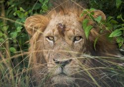 Matan a tres leones que intentaban escapar de base paramilitar