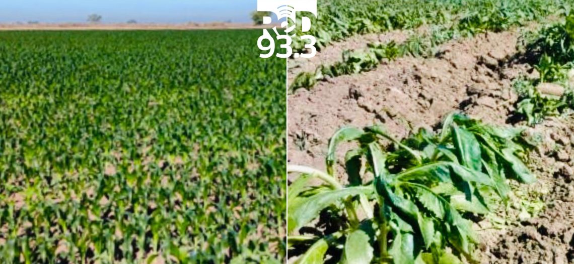 De nuevo se enfrió el valle: 0.7 grados; evalúan daños en la horticultura