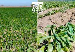 De nuevo se enfrió el valle: 0.7 grados; evalúan daños en la horticultura