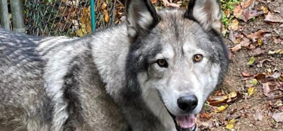 Cazador mata a perro al confundirlo con coyote; no recibirá castigo