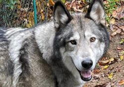 Cazador mata a perro al confundirlo con coyote; no recibirá castigo