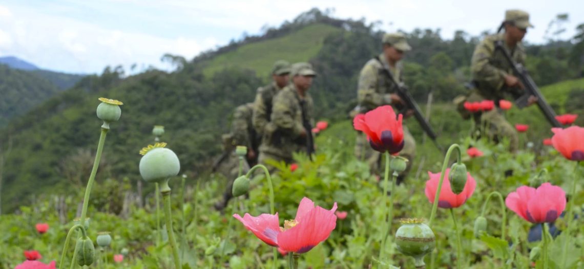 Ejército y GN aseguran mega plantío de amapola; el más grande del año