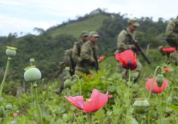 Ejército y GN aseguran mega plantío de amapola; el más grande del año