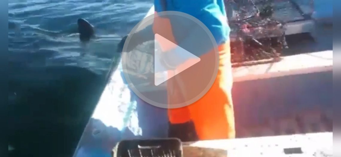 Impresionante el momento de encuentro de pescadores sonorenses con un gran tiburón blanco.