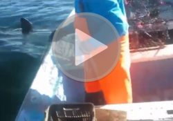 Impresionante el momento de encuentro de pescadores sonorenses con un gran tiburón blanco.