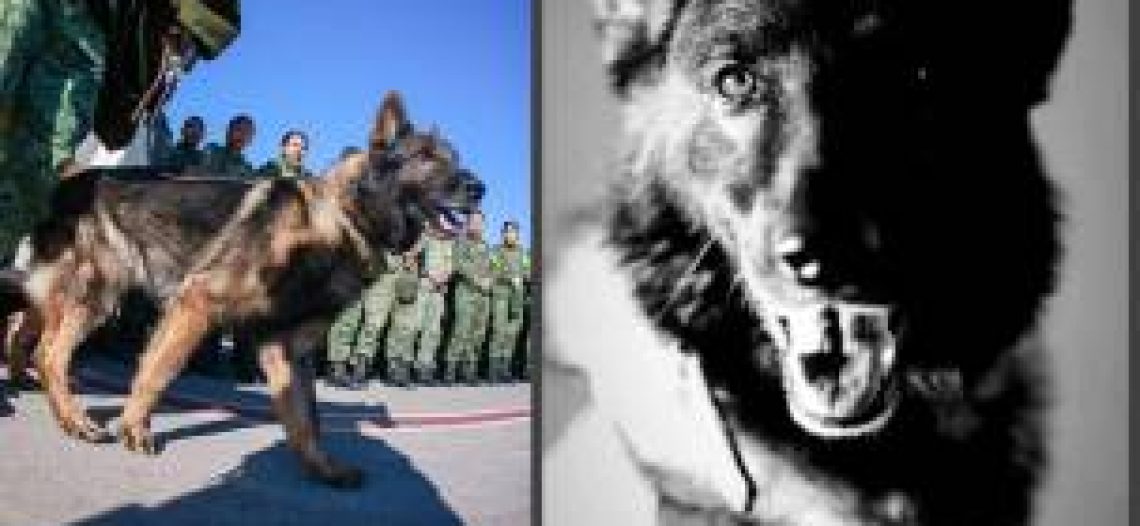 Sedena anuncia que repatriará a México los restos de Proteo, perrito rescatista que murió en Turquía