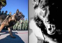 Sedena anuncia que repatriará a México los restos de Proteo, perrito rescatista que murió en Turquía