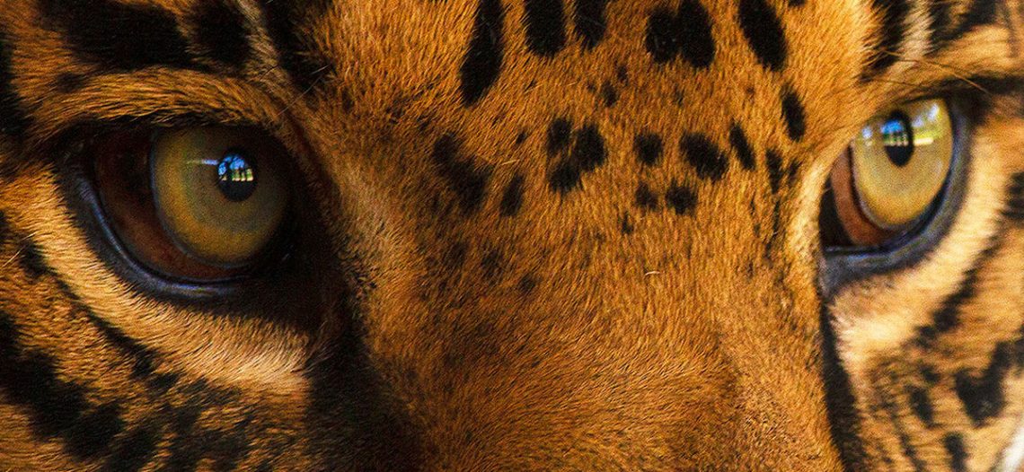 Promueve WWF conservación del jaguar con muestra fotográfica